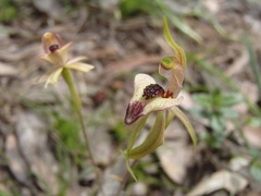 Caladenia tessellata