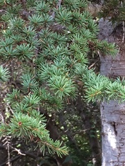 Cedrus brevifolia