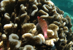 Cirrhitichthys oxycephalus