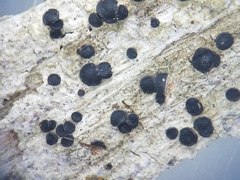 Bacidia heterochroa