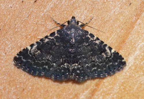 Black Fungus Moth photo 5