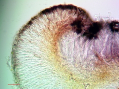 Bacidia heterochroa