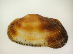 Barbatia novaezealandiae