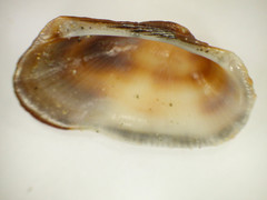 Barbatia novaezealandiae