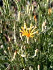 Chondrilla graminea