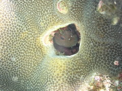 Cirripectes springeri