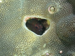 Cirripectes springeri