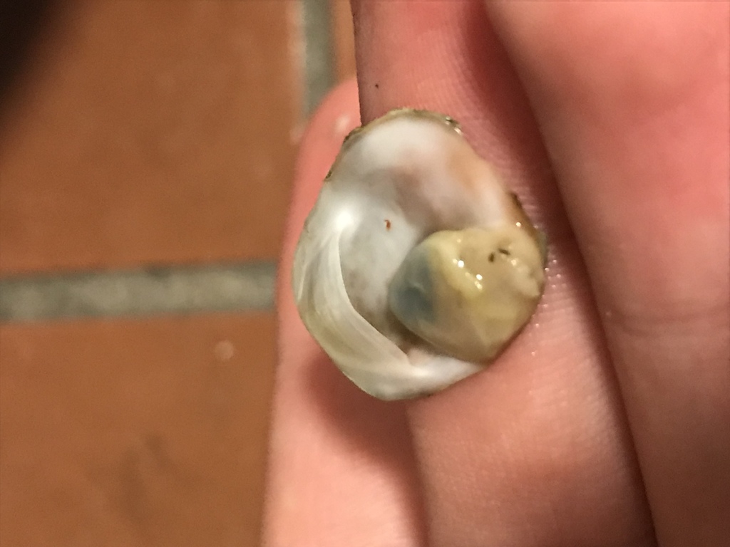 white slippersnail