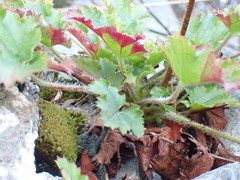Heuchera micrantha diversifolia