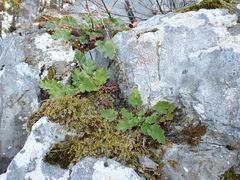 Heuchera micrantha diversifolia