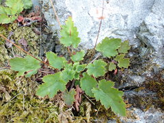 Heuchera micrantha diversifolia
