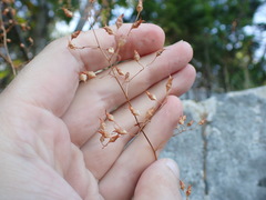 Heuchera micrantha diversifolia