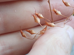 Heuchera micrantha diversifolia