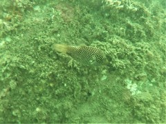 Canthigaster punctatissima