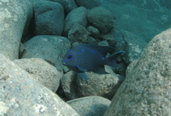 Microspathodon dorsalis