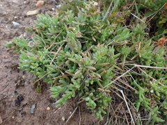 Delosperma inconspicuum