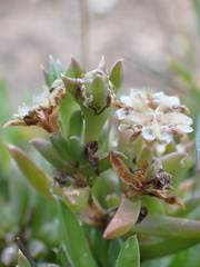 Delosperma inconspicuum
