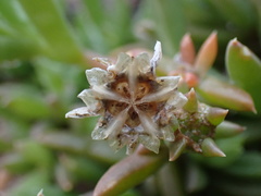 Delosperma inconspicuum