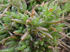 Delosperma inconspicuum