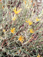Chondrilla graminea