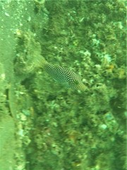 Canthigaster punctatissima