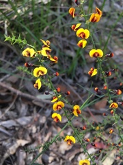 Daviesia squarrosa