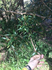 Melaleuca salicina