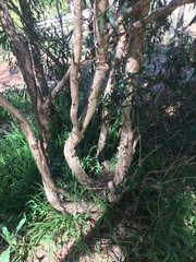 Melaleuca salicina