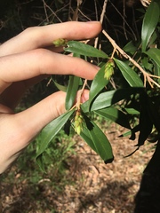 Melaleuca salicina