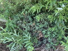 Rubus ursinus macropetalus