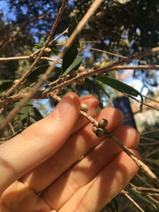 Melaleuca salicina