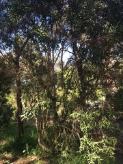 Melaleuca salicina