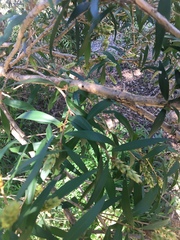 Melaleuca salicina