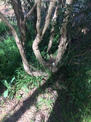 Melaleuca salicina
