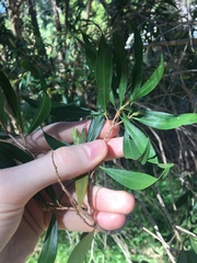 Melaleuca salicina