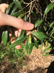 Melaleuca salicina