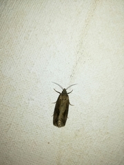 Endothenia quadrimaculana