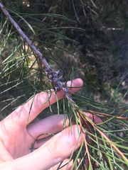 Melaleuca linearis acerosa