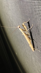 Mantidae