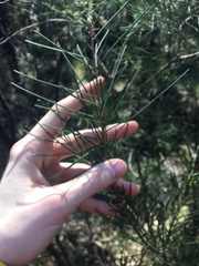 Melaleuca linearis acerosa