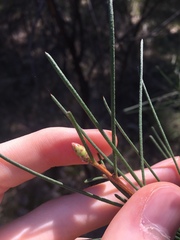 Melaleuca linearis acerosa