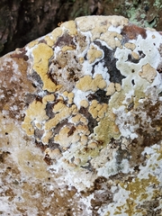 Hypocreaceae