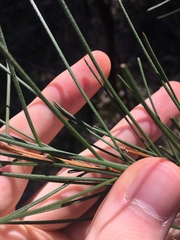 Melaleuca linearis acerosa