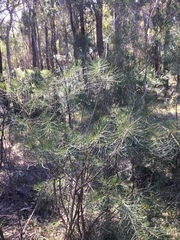 Melaleuca linearis acerosa