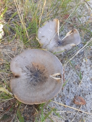 Melanoleuca brevipes