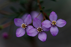 Boronia filifolia