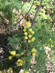Acacia pubescens