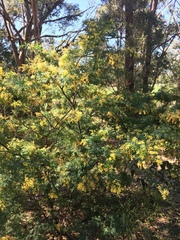 Acacia pubescens