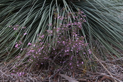 Boronia filifolia