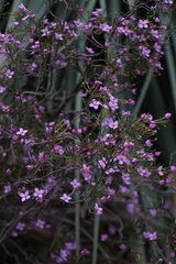Boronia filifolia